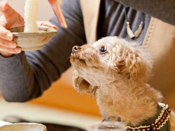 犬 猫 ペット フォトスタジオ / ご家族も一緒に撮影 …