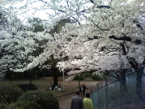 大阪府 池田市 五月山公園 16年 全国桜前線 お花見情報 桜祭り