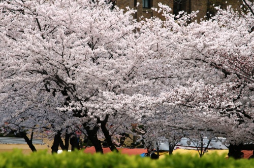 愛知県 名古屋市昭和区 鶴舞公園花まつり 16年 全国桜前線 お花見情報 桜祭り