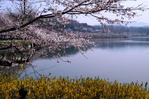 広島県 庄原市 上野公園 上野公園さくらまつり 16年 全国桜前線 お花見情報 桜祭り