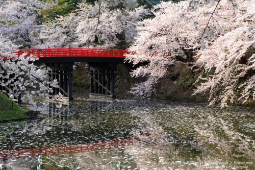 みちのくに桜の香りが漂うのは、<br />西日本、関東の人々が桜の宴を忘れた４月の下旬。<br /><br />平成２３年の今年、東日本大震災で東北地方沿岸部は<br />地震と津波で壊滅的被害を受け、さらに福島では原発事故、<br />追い打ちをかけるような風評被害。<br />直接被害を被らなかった観光地にも様々な自粛の波の追い打ち。<br />そして４月になってからの寒波。<br />どうしてここまでの仕打ちが重なるのか。。。<br /><br />その苦難の続くみちのくに桜前線がやってきました。<br />「日本三大桜の名所」の青森県、弘前公園も桜が咲き誇り、<br />今年も弘前さくらまつりが開催されました。<br /><br />各地で自粛ムードによりイベントが中止されるなか、<br />弘前さくらまつりは東北復興、被災地支援を柱に開催。<br />過去に比べ、人出の大幅な減少が予想されましたが、<br />それでも１６日の会期中で２０１万人の人出となったそうです。<br /><br />弘前公園は前述の通り、奈良の吉野山、長野の高遠城址公園と並び、<br />「　日本三大桜の名所　」　ですが、その中でも日本一といわれるだけあり、<br />桜の密集度、勢いは群を抜いていると思います。<br />（桜が徐々に山を登る吉野山、荒れた城址を天下第一の桜とまでにした高遠、<br />　もちろんどちらも大好きですが。。）<br /><br />日本三大桜の名所、日本さくら名所百選、桜風景百選、みちのく三大桜名所。。<br />桜の名所と名のつくものは総なめで、<br />ソメイヨシノ、シダレザクラなど約50種2,600本の桜が咲き誇る様は圧巻そのもの。<br /><br />そして弘前公園の桜で見逃せないのは花筏。<br />散った後も美しい姿で堀（濠）に漂い、<br />更には絨毯の如く埋め尽くす様は誰もが言葉を失うでしょう。<br /><br />～～～～～<br /><br />桜の弘前公園は２度目の訪問ですが、<br />前回、タイミングを逃しました。<br />今回は城内、いろいろな開花状況を確認しながら慎重に。<br />更には今回、花筏を期待したので、<br />外堀付近の桜の満開宣言から数日おいてからの訪問。<br />風も無く、穏やかな弘前公園を満喫させて頂きました。<br /><br /><br />～～～～～<br /><br />やはり人出は若干少ないのでしょうか。。。<br />でも、桜を見上げると人々には笑顔がこぼれます。<br /><br />ここ、弘前公園には日本最古のソメイヨシノがあります。<br />その桜を始め、この公園内の桜は過去、様々な天変地異、<br />異常気象があっても花を咲かせ続けて来たそうです。<br /><br />今回の震災は過去、経験のない未曾有の大参事です。<br />しかしながらここの桜の如く、東北は必ずや復興すると思います。<br />それに向かって被災者の方々は共に励ましあいながら、<br />そしてその方々を日本中、世界中で支えながら、<br />皆で元気を取り戻し、また来年もその次の年も<br />笑顔で桜が見れるようになればと思います。<br /><br />がんばろう！東北。<br />がんばろう！日本。<br />