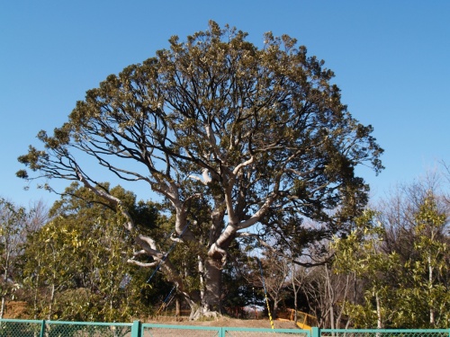 舞岡公園>