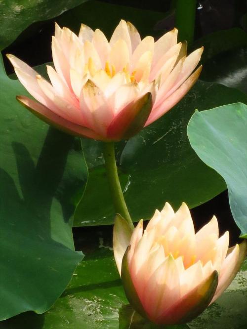 花降らし简谱