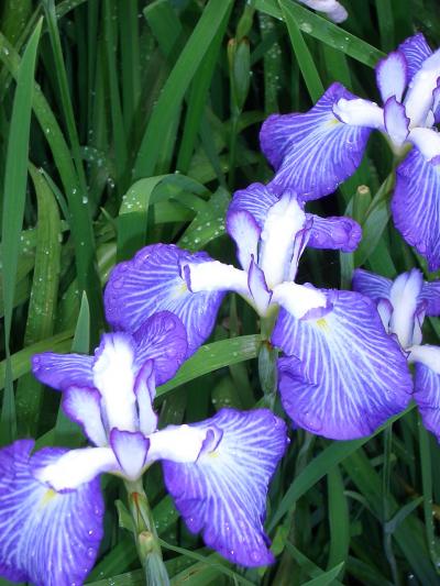 菖蒲町あやめ・ラベンダーの里 ...