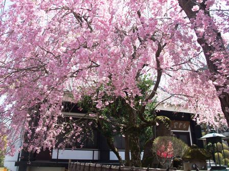 19年版 岐阜の桜名所を訪れる おすすめ花見スポット10選