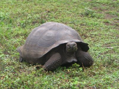 ガラパゴス 写真