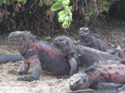 ガラパゴス 写真