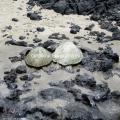 PowerShot S100のサンプル写真