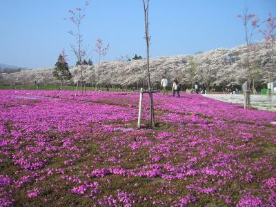 赤城南面千本桜