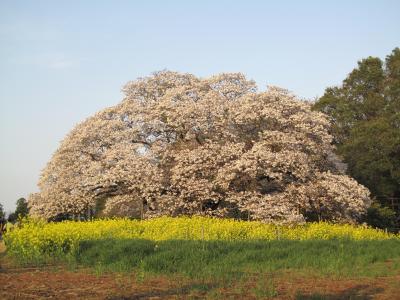 吉高の大桜