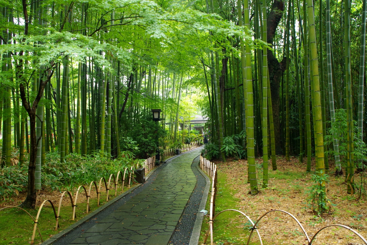 「和の静寂を感じる竹林」写真と画像が全て無料のフリー素材 00049 - BEIZ images