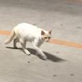 いとっちさん