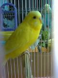 インコのキーちゃんさん