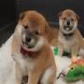 柴犬さん